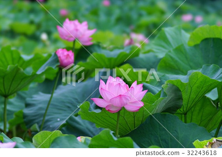 蓮花 蓮花 32243618