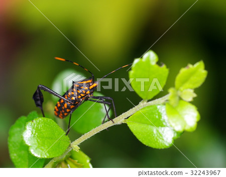 yellow brown green bug, tropical beetles long legs yellow brown green bug, tropical beetles long legs 32243967
