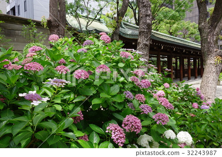 Hydrangea of Zama Amagi Shrine 32243987