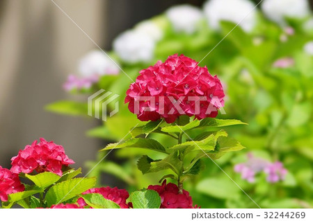 hydrangea hydrangea 32244269