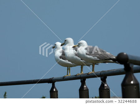 Umineko's trio Umineko's trio 32244688