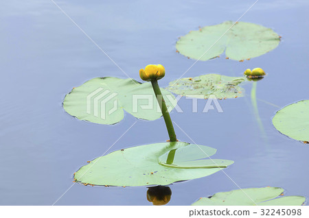 yellow water lily 32245098