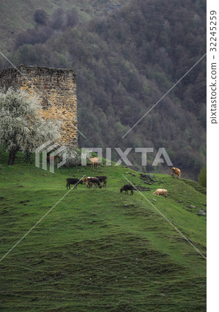 Ancient swan tower in mountains of Caucasus 32245259