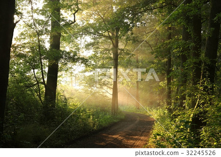 Rural road through a misty deciduous forest Rural road through a misty deciduous forest 32245526