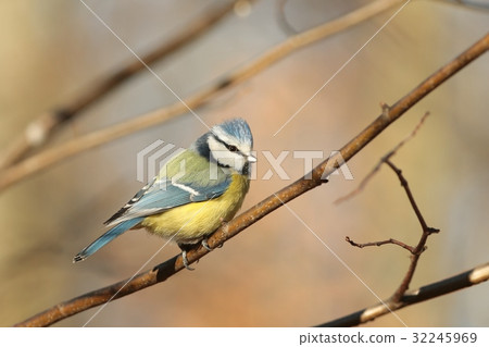 Blue tit (Parus caeruleus) on a twig 32245969