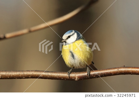 Blue tit (Parus caeruleus) on a twig 32245971