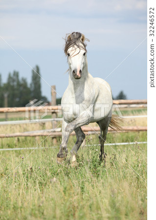 Amazing pony moving on pasturage 32246572