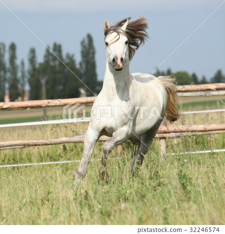 Amazing pony moving on pasturage Amazing pony moving on pasturage 32246574