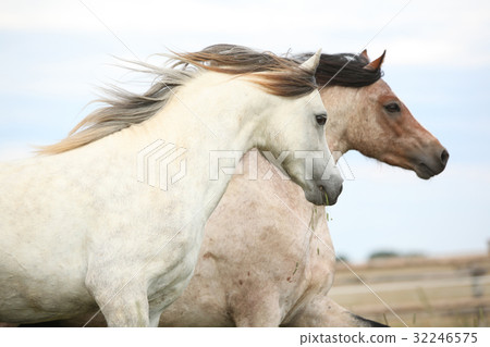 Two ponnies together on pasturage Two ponnies together on pasturage 32246575