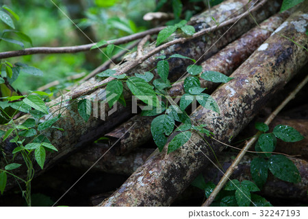 The leaves of the creeper on old branches in a The leaves of the creeper on old branches in a 32247193