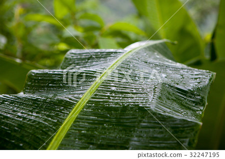 Palm leaves in the tropics after rain Palm leaves in the tropics after rain 32247195