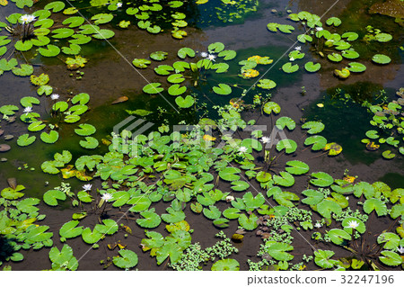 Water lilies flowers in a pond Water lilies flowers in a pond 32247196