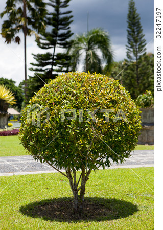 Park with bushes in the form of a ball and green 32247197