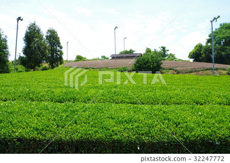 Tea plantation 32247772