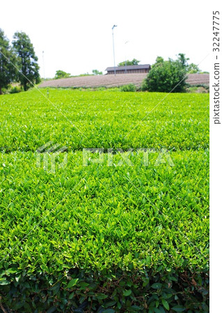 Tea plantation Tea plantation 32247775