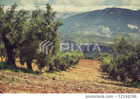 Beautiful valley with old olive trees in Granada Beautiful valley with old olive trees in Granada 32248296