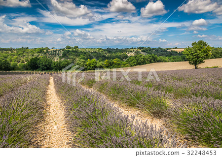 圖庫照片: lavender field in the region of provence