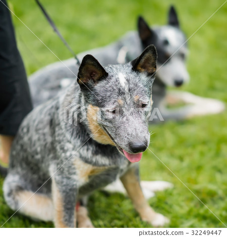 Cute unusual calm dog half-breed dog in the grass 32249447