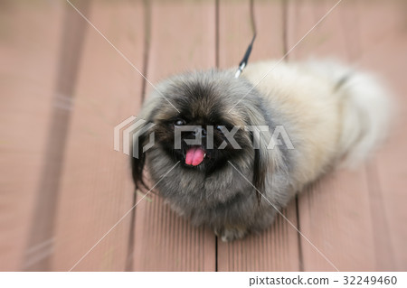 Fluffy Pekingese Dog sits on wooden pavement 32249460