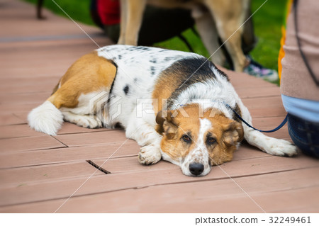 Cute adult abandoned Dog with sad eyes from Cute adult abandoned Dog with sad eyes from 32249461