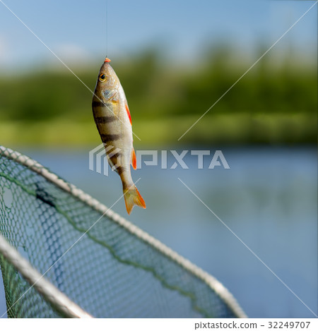 Bright perch close-up on fish-hook on lip with Bright perch close-up on fish-hook on lip with 32249707