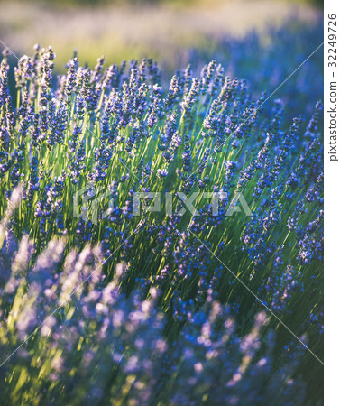 Blooming lavender flowers on lavender field Blooming lavender flowers on lavender field 32249726