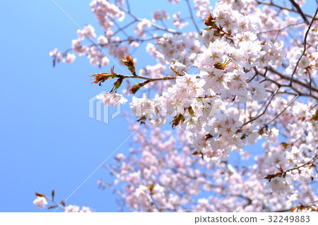 Oyo Yamazakura 32249883