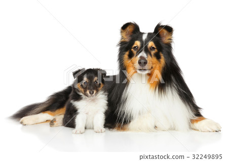 Shetland Sheepdog father and son Shetland Sheepdog father and son 32249895