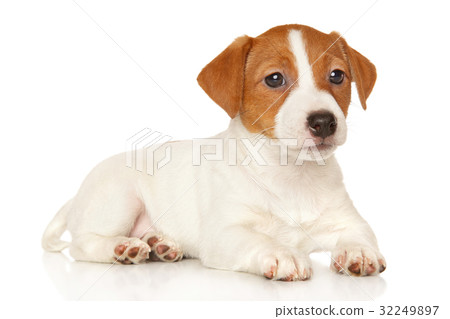 Jack Russell terrier on white 32249897