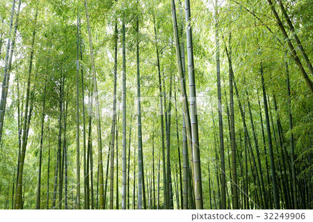 竹林  竹林 32249906
