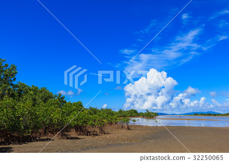 Iriomote Island summer 32250065