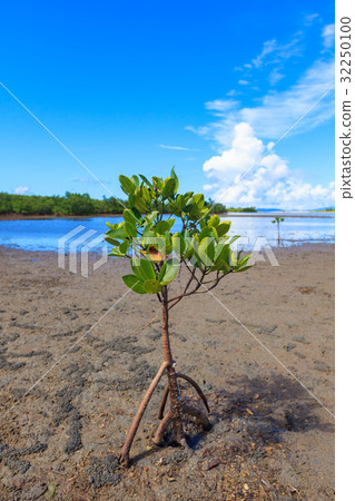 Iriomote Island summer Yaeyama hirugiya yayama hirugi 32250100