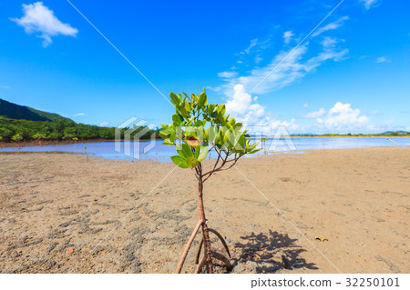 西表島夏天八重山hirugiya yayama hirugi 32250101