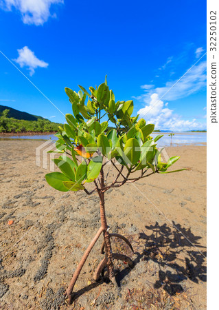 西表島夏天八重山hirugiya yayama hirugi 西表島夏天八重山hirugiya yayama hirugi 32250102