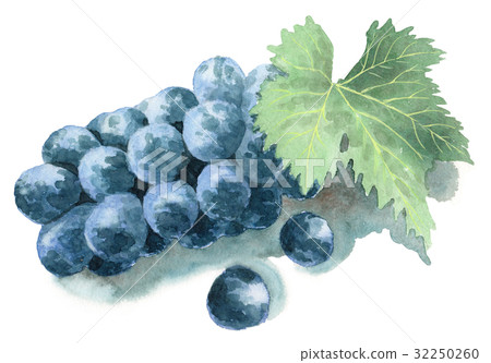 Kyoho with analog watercolor leaves Kyoho with analog watercolor leaves 32250260