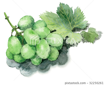 Green grapes with analog watercolor leaves 32250261