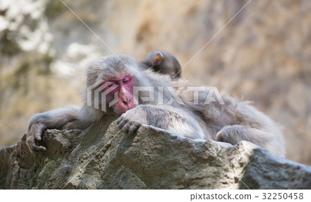 生活......不同，猴子學生，不順利的事情。 32250458