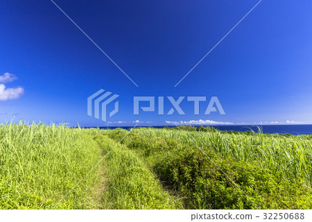 The sugar cane field of Koryi Island 32250688