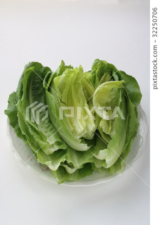 Branch of Romaine lettuce 32250706