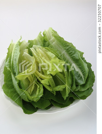 Branch of Romaine lettuce Branch of Romaine lettuce 32250707