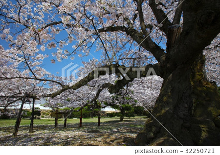 Himeji Castle "World Cultural Heritage" "National Treasure" and Cherry Blossom Giant (Nishinomaru Garden) / Alias: Hakusagi Castle / Hiragari Castle / 100 Cherry Blossoms in Japan 32250721