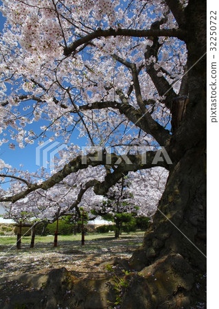 姬路城“世界文化遺產”“國寶”和櫻花巨人（西野丸園）/別名：Hakusagi城堡/ Hiragari城堡/ 100朵櫻花在日本 32250722