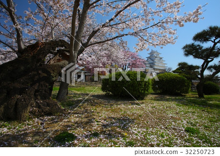 姬路城“世界文化遺產”“國寶”和櫻花(西野丸花園)/別名:白山城/ Hirakari城堡/ 100日本櫻花/日本 姬路城“世界文化遺產”“國寶”和櫻花(西野丸花園)/別名:白山城/ Hirakari城堡/ 100日本櫻花/日本 32250723