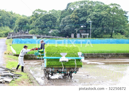 水稻種植景觀廣角 水稻種植景觀廣角 32250872