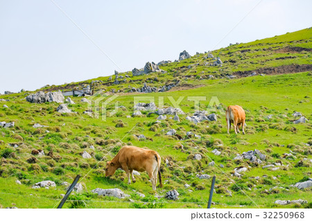 Shikoku karst Shikoku karst 32250968