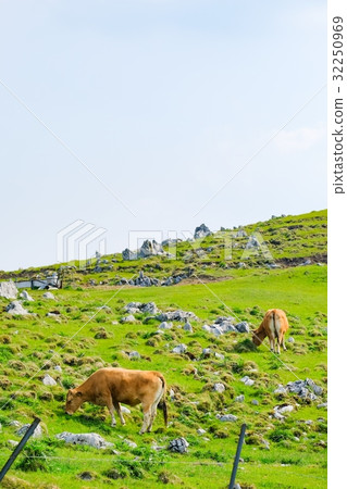 Shikoku karst 32250969