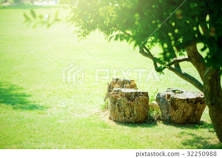 樹樁，公園 32250988