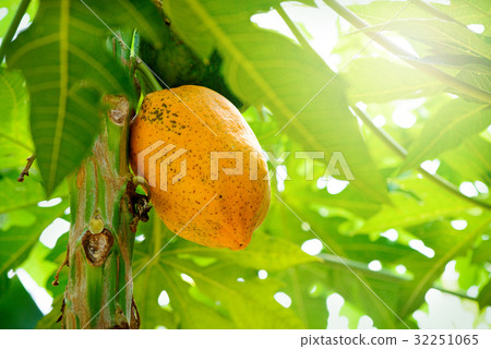 Tropical plant, papaya 32251065