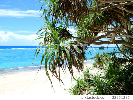 Ohama Beach Park of Amami Oshima 32251285