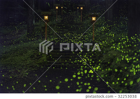 靜岡縣御殿場的姬螢火蟲 32253038